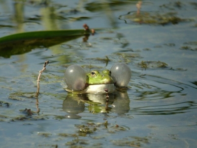 marsh-frog